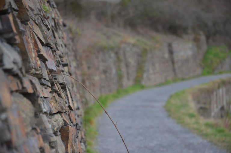 Neujahrswanderung auf dem Rotweinwanderweg