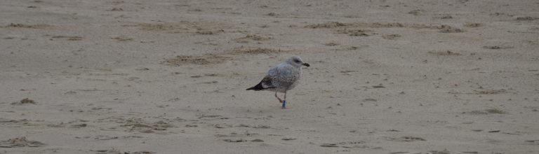 Mädels-Wochenende in Cadzand