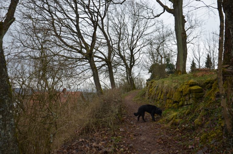 Pfälzer Höhenweg 3. Etappe – von Bastenhaus nach Rockenhausen