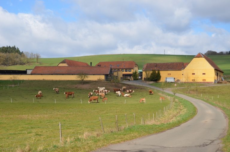 Pfälzer Höhenweg Etappe 1 – von Winnweiler nach Dannenfels