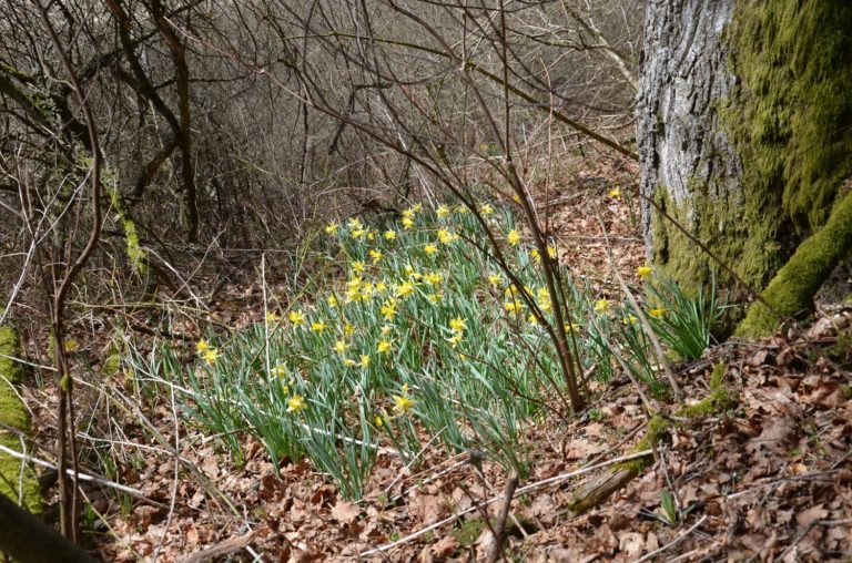 Die Narzissenroute bei Monschau Höfen