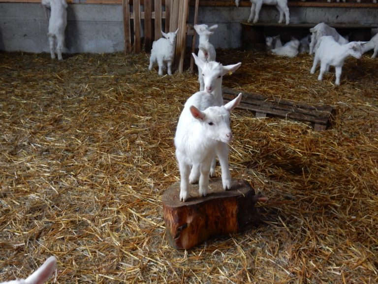 Zu Gast bei der Ziegenprinzessin im Westerwald